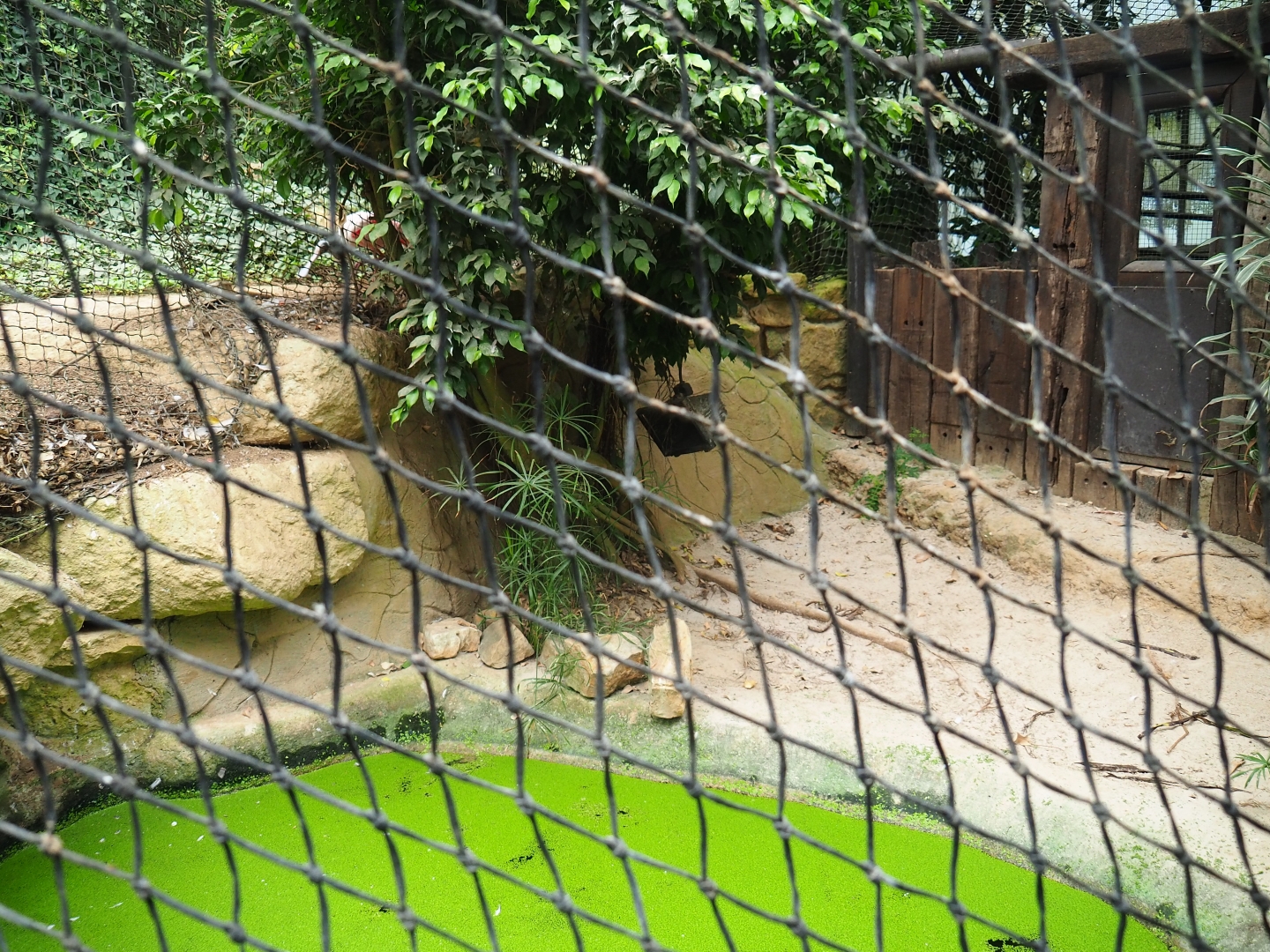 Spectacled caiman exhibit (Aug 28th, 2018)
