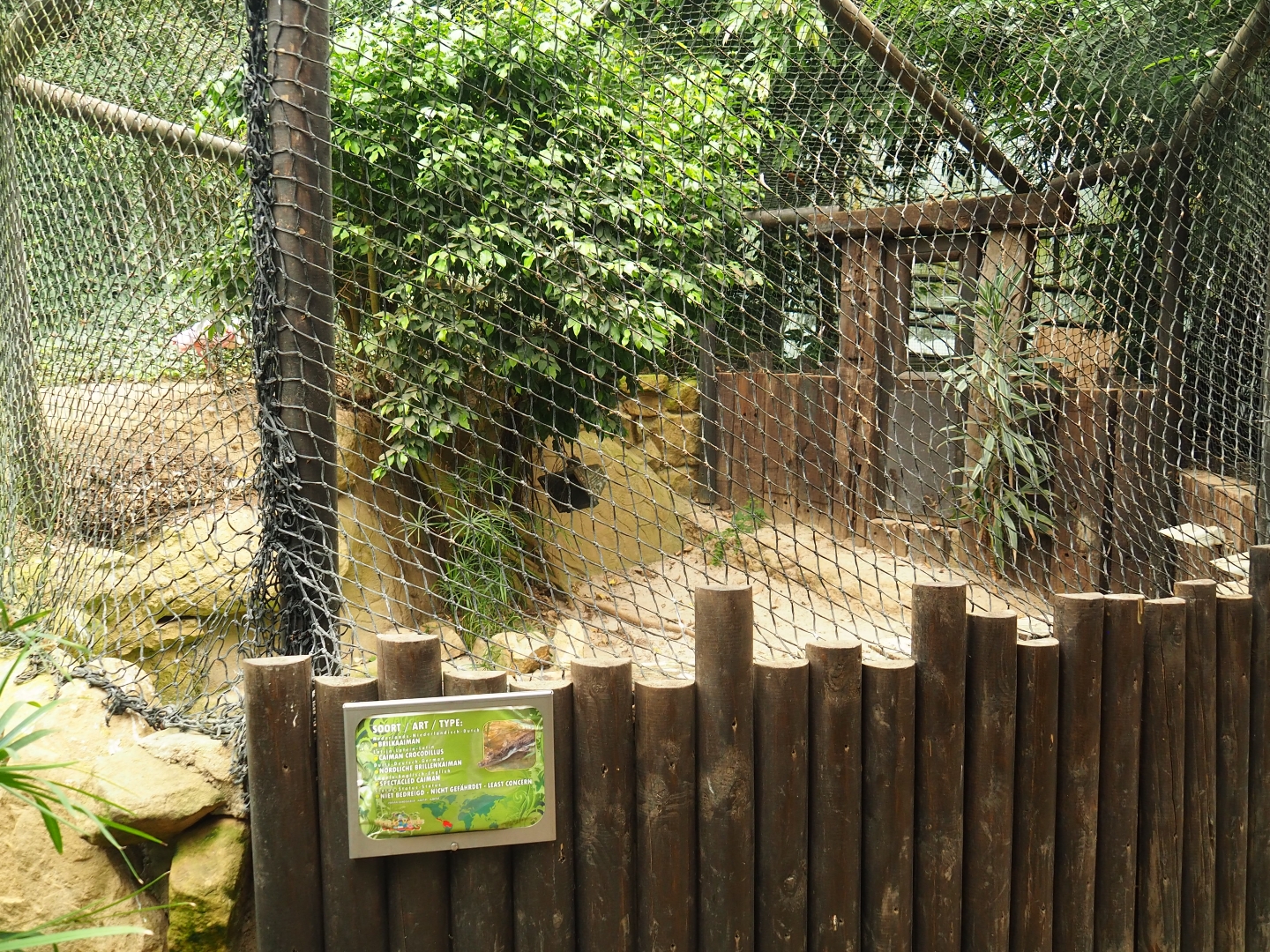 Spectacled caiman exhibit (Aug 28th, 2018)