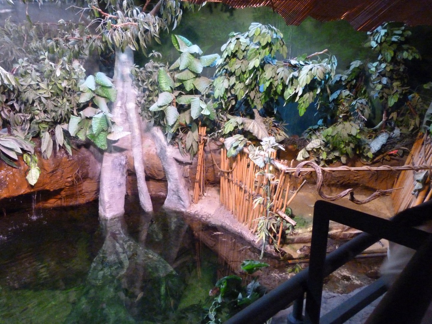 Spectacled caiman exhibit -Faunia (2025)