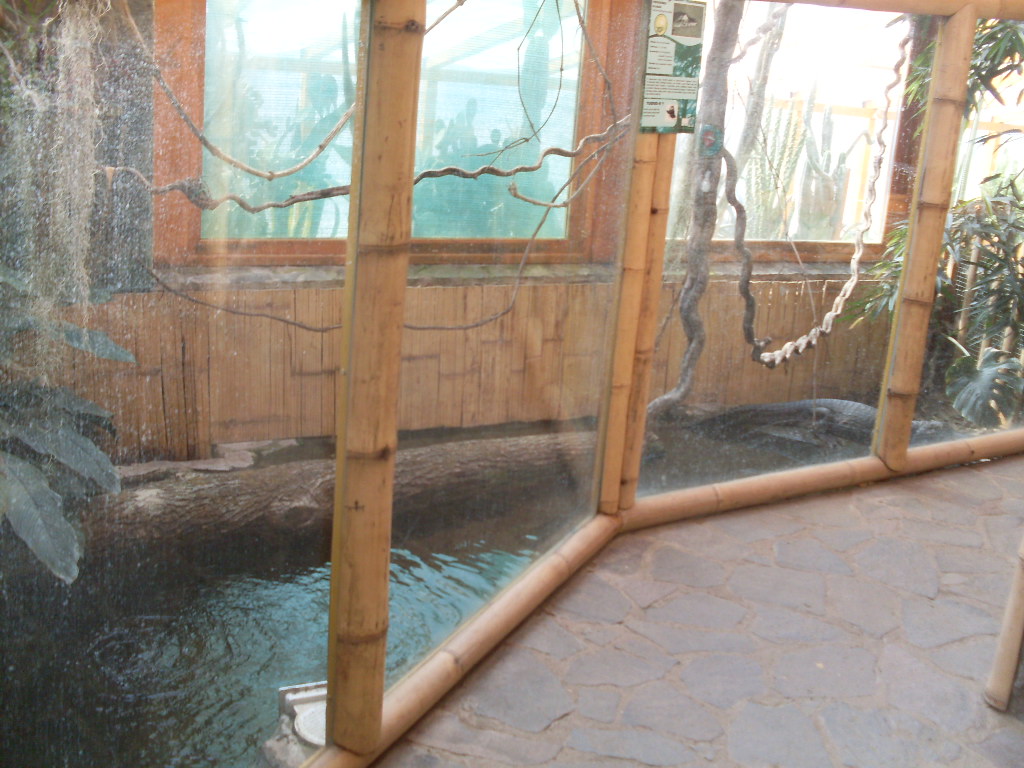 Spectacled caiman exhibit in South America House