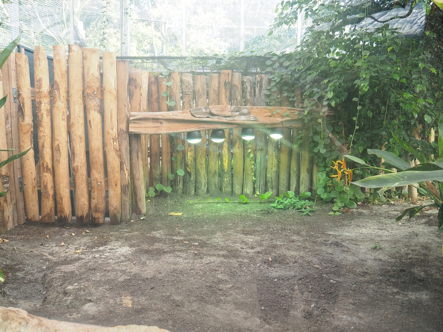 Spectacled caiman exhibit land area, 2022-10-09