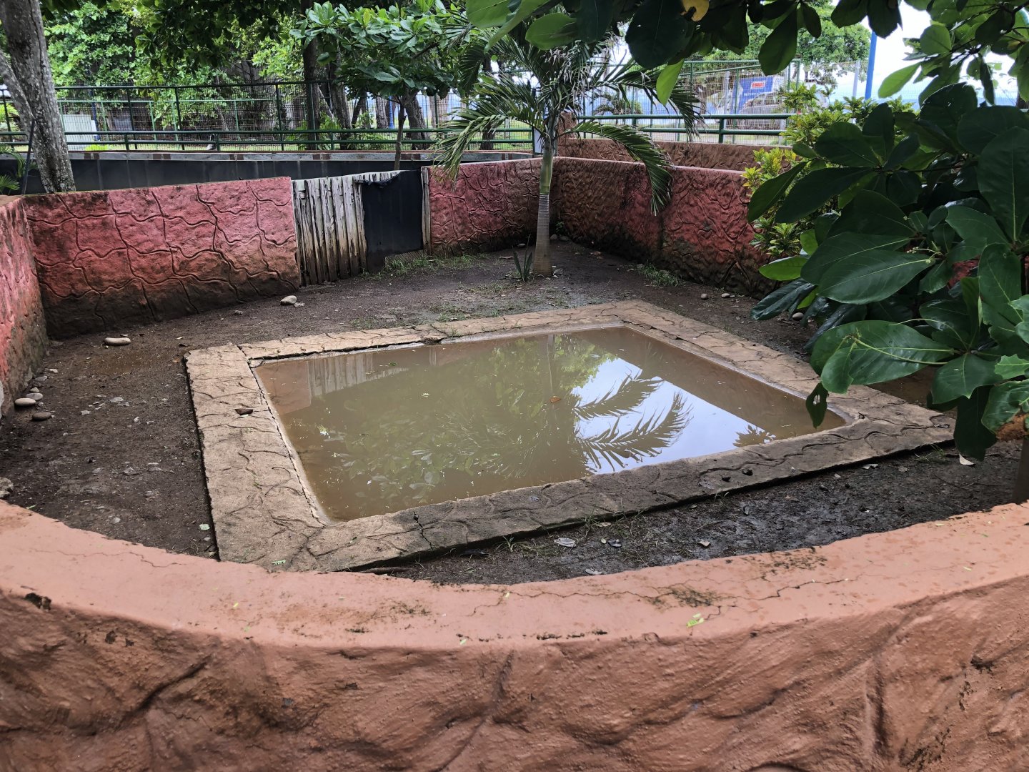 Spectacled caiman exhibit (Parque Marino del Pacifico)