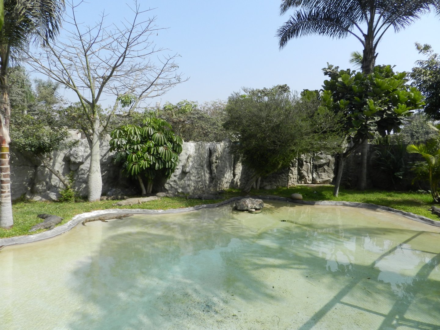 Spectacled caiman exhibit - Parque Zoológico Huachipa