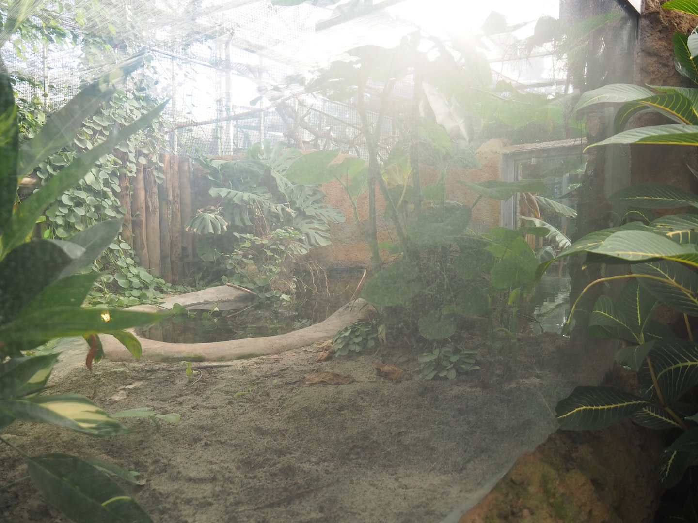 Spectacled caiman exhibit pool area (pool also houses red-bellied piranhas), 2022-10-09