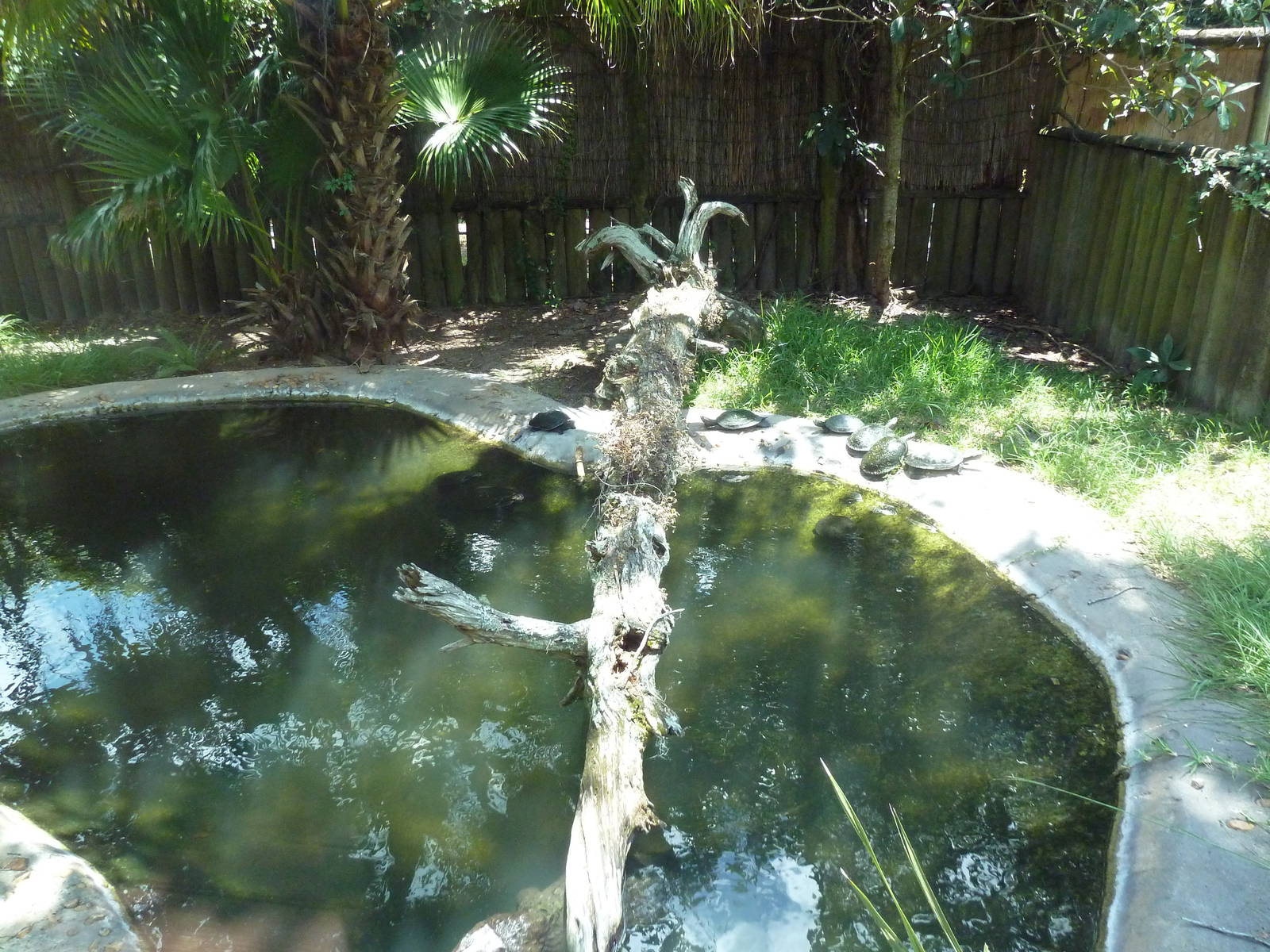 Spectacled Caiman Exhibit