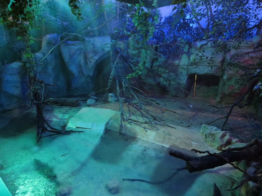 Spectacled Caiman Exhibit