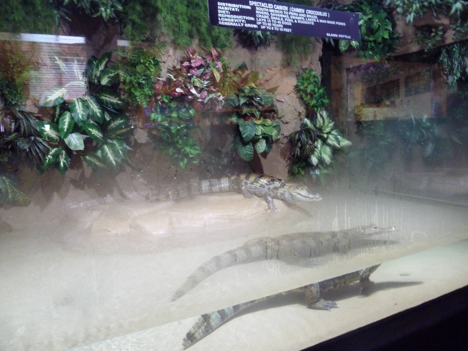 Spectacled Caiman Exhibit