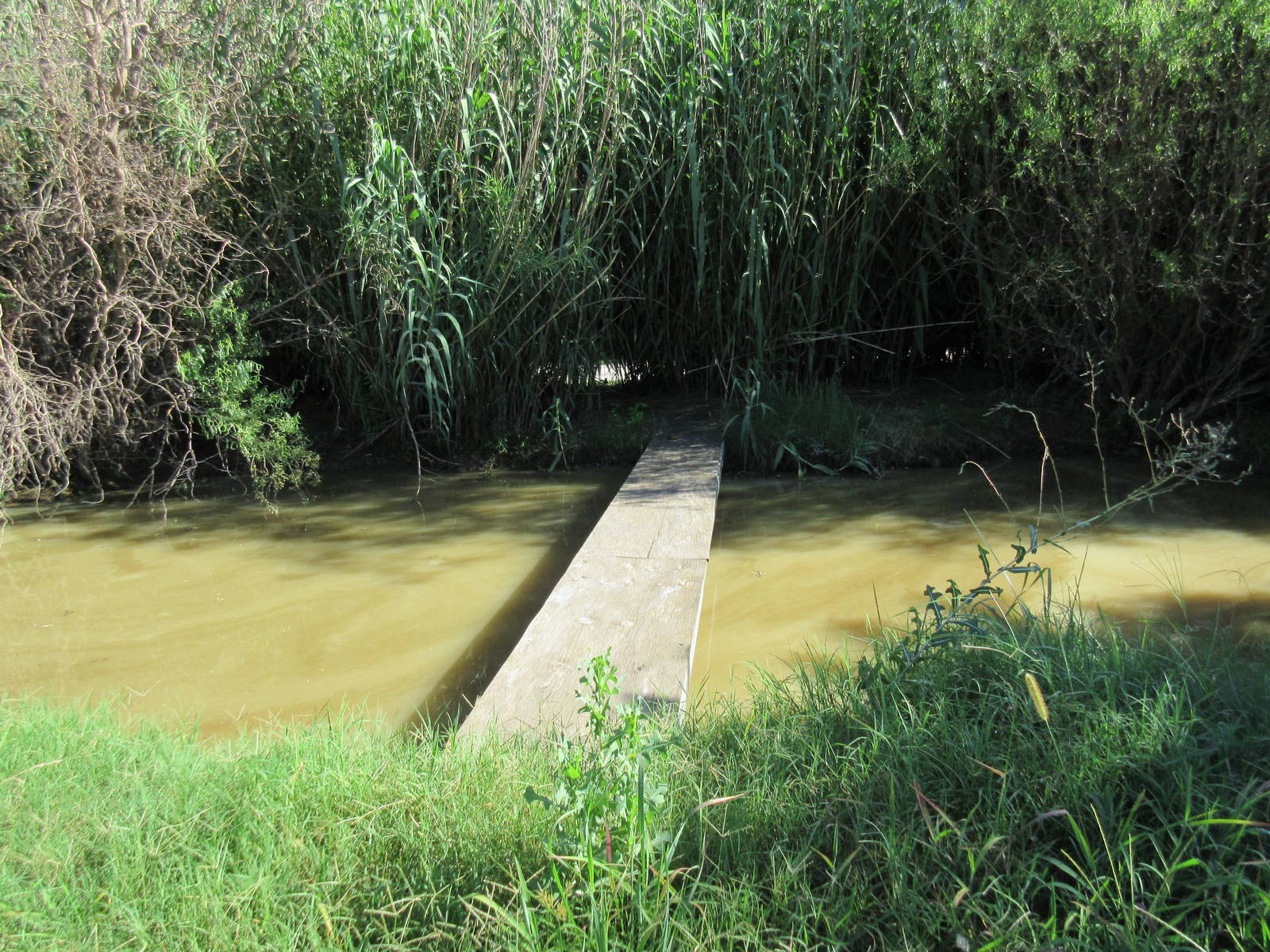 Spectacled Caiman Exhibit