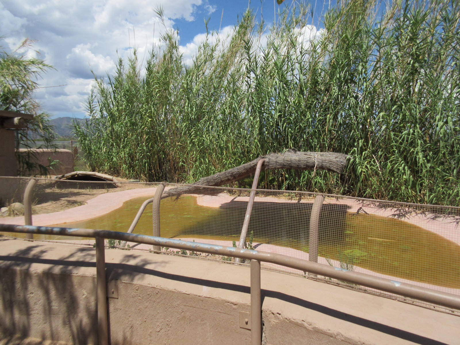 Spectacled Caiman Exhibit