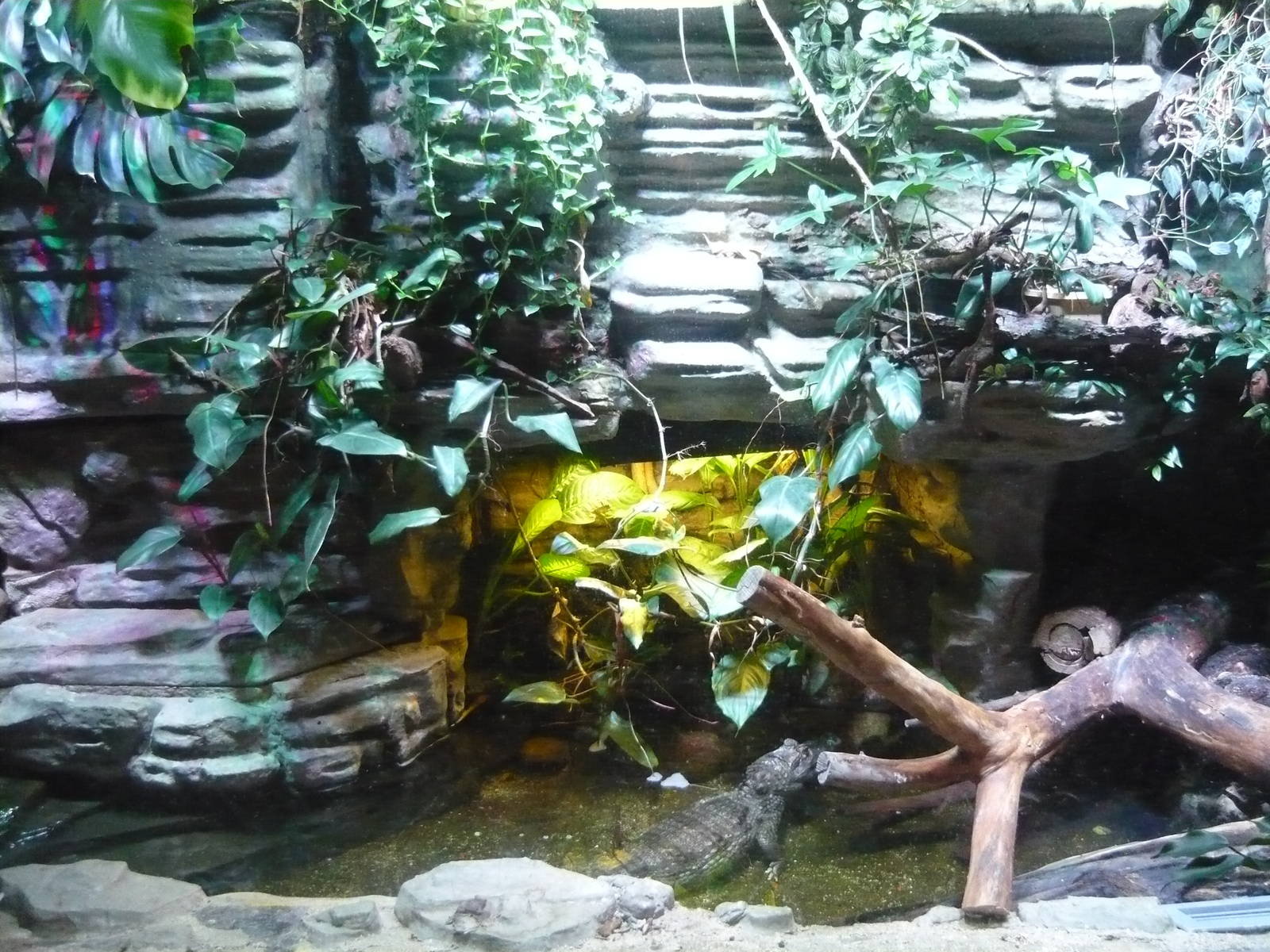 Spectacled caiman exhibit