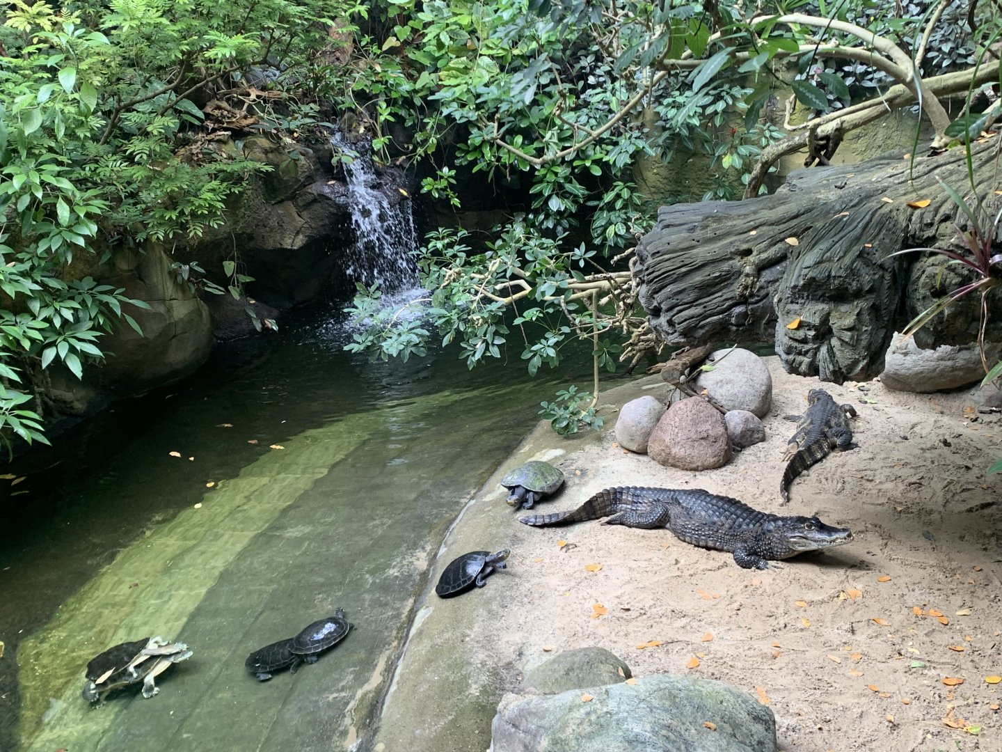 Spectacled caiman exhibit