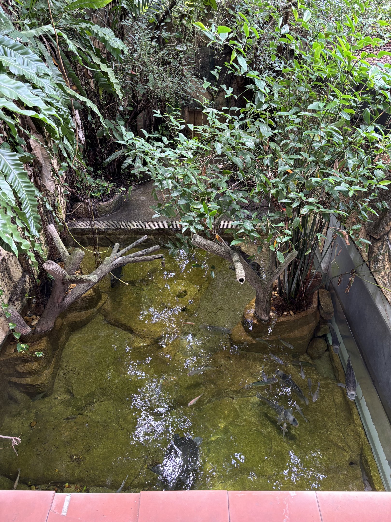 Spectacled Caiman Exhibit