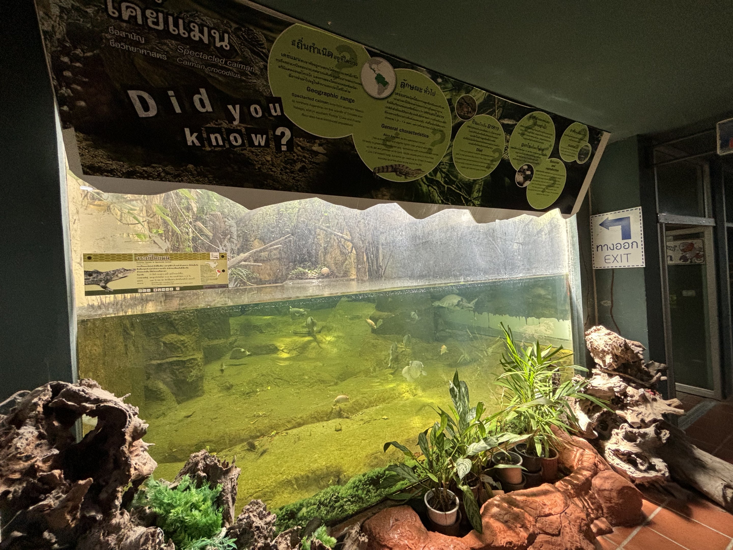 Spectacled Caiman Exhibit