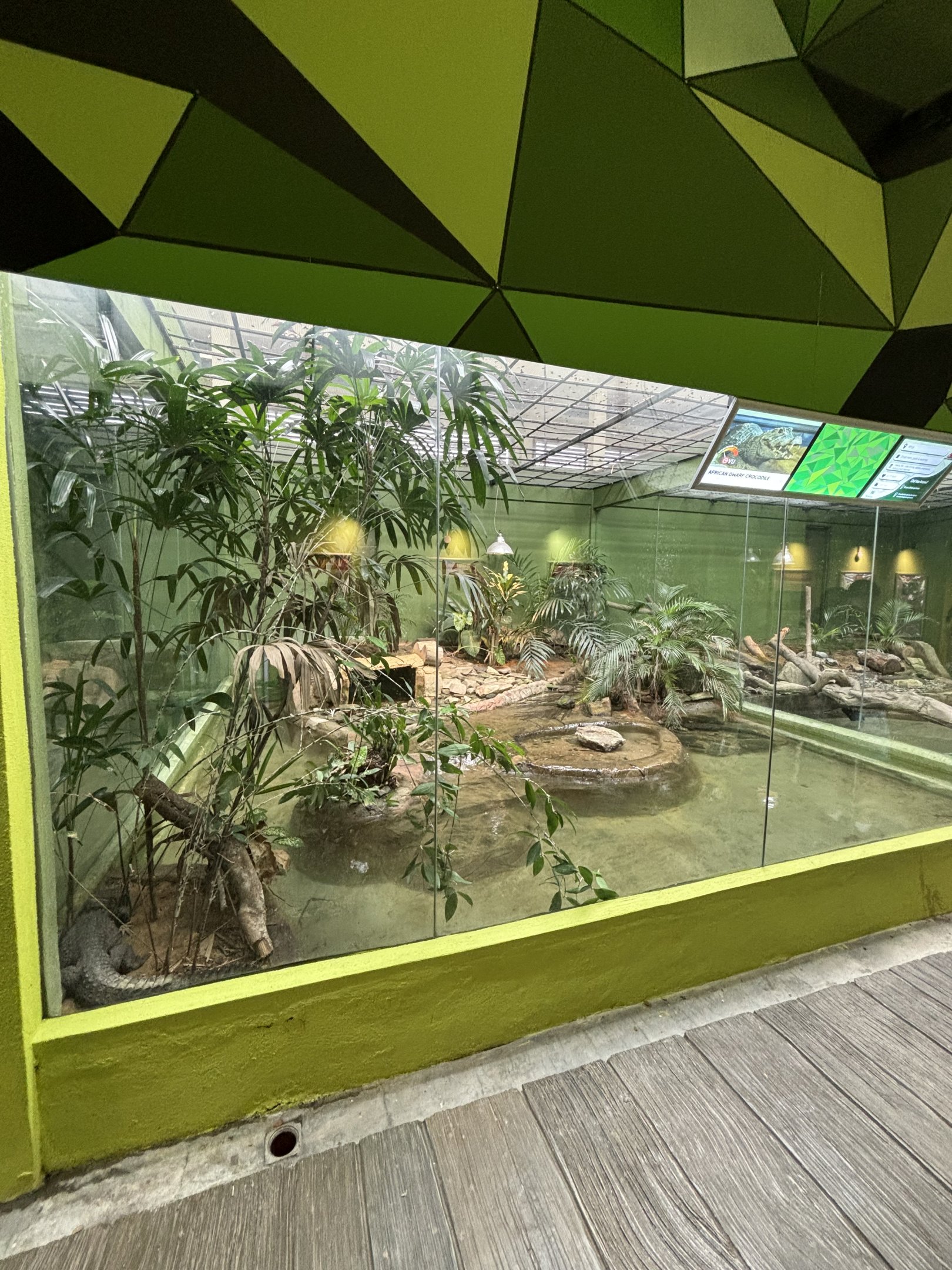 Spectacled Caiman Exhibit