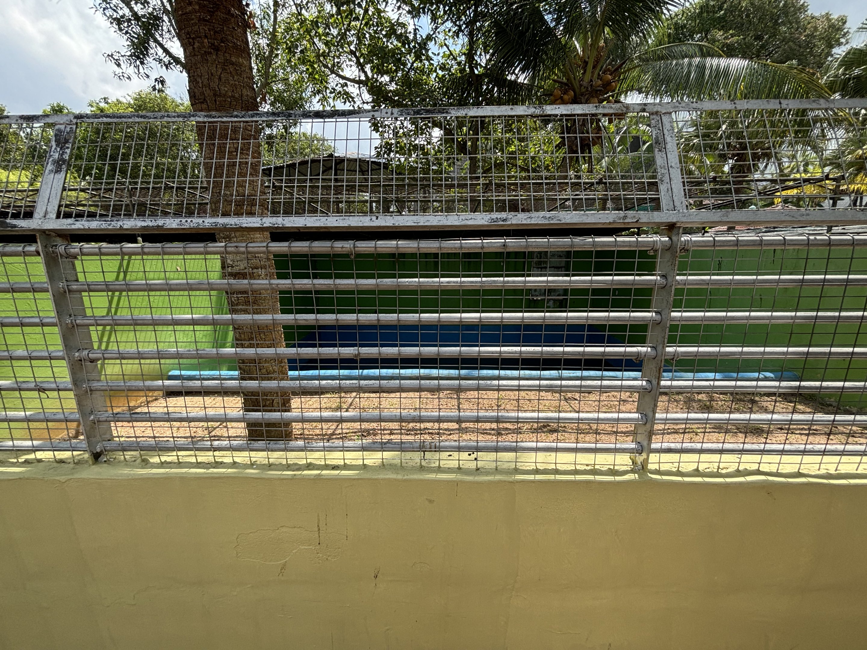 Spectacled Caiman Exhibit