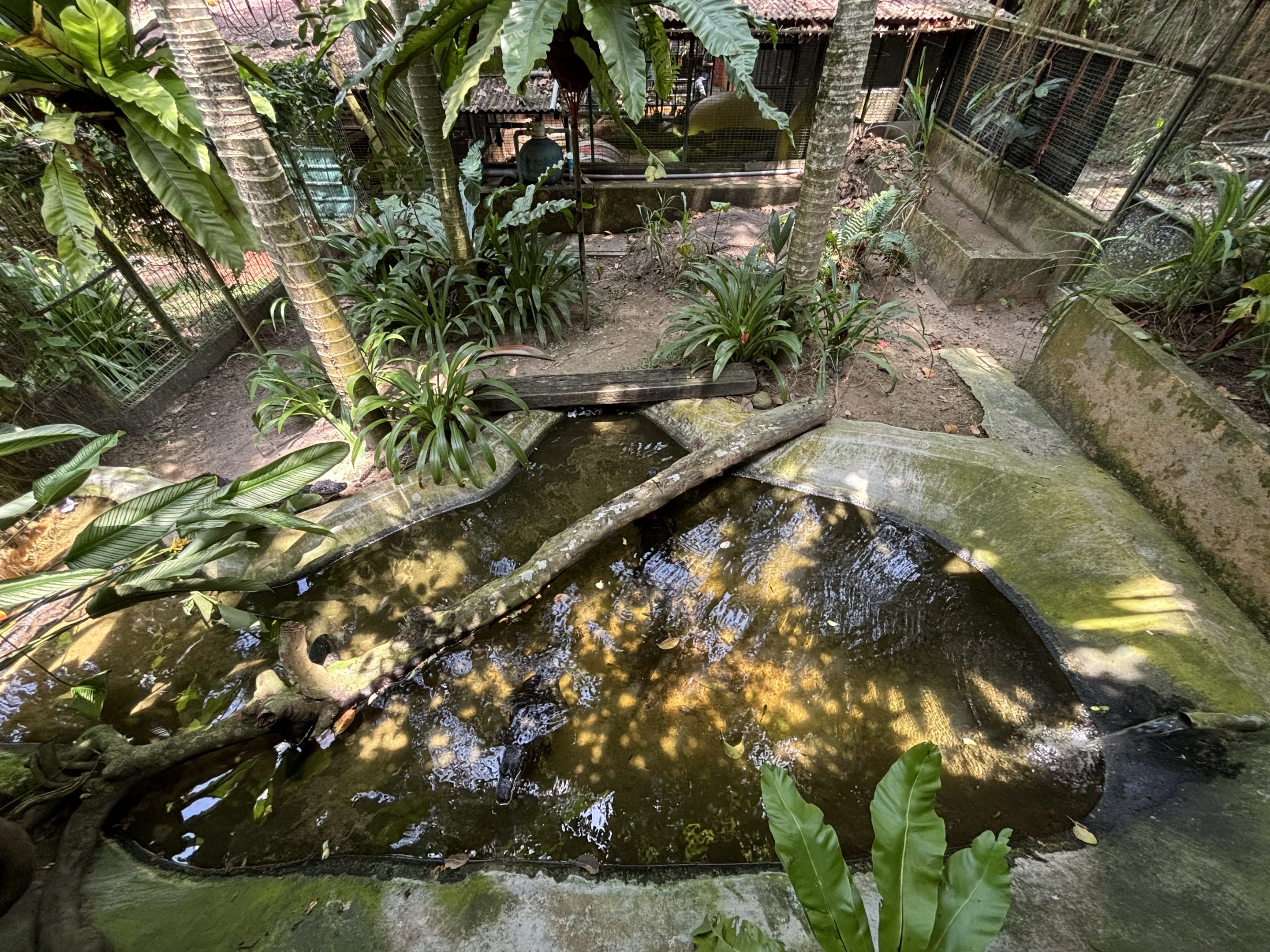Spectacled Caiman Exhibit