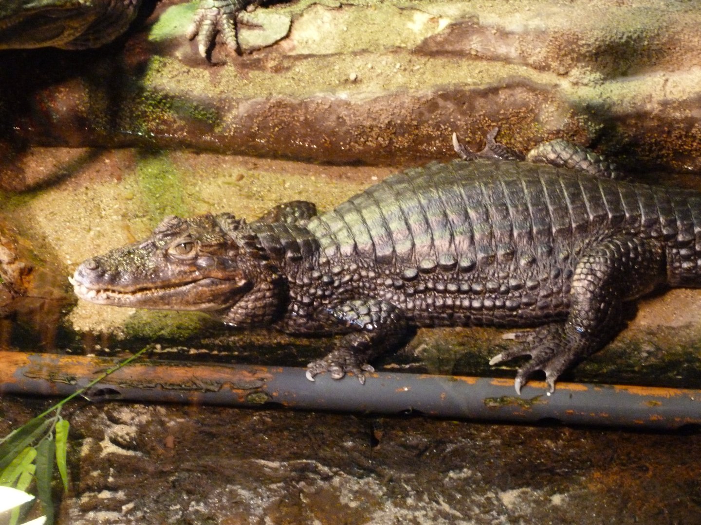 Spectacled caiman -Faunia (2025)