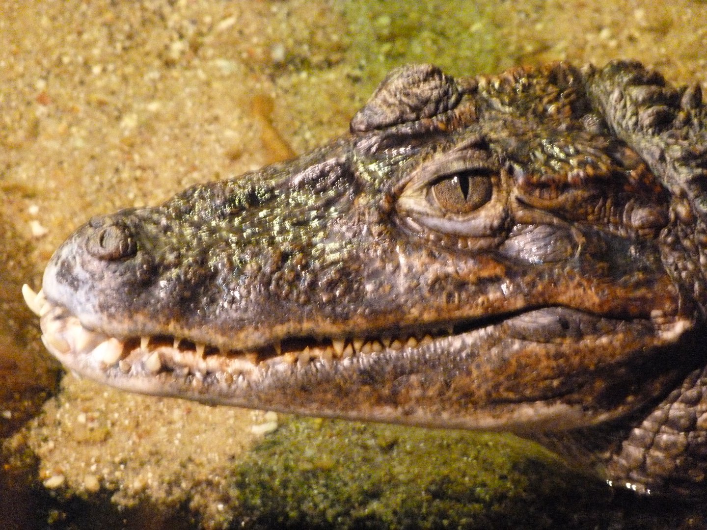 Spectacled caiman -Faunia (2025)