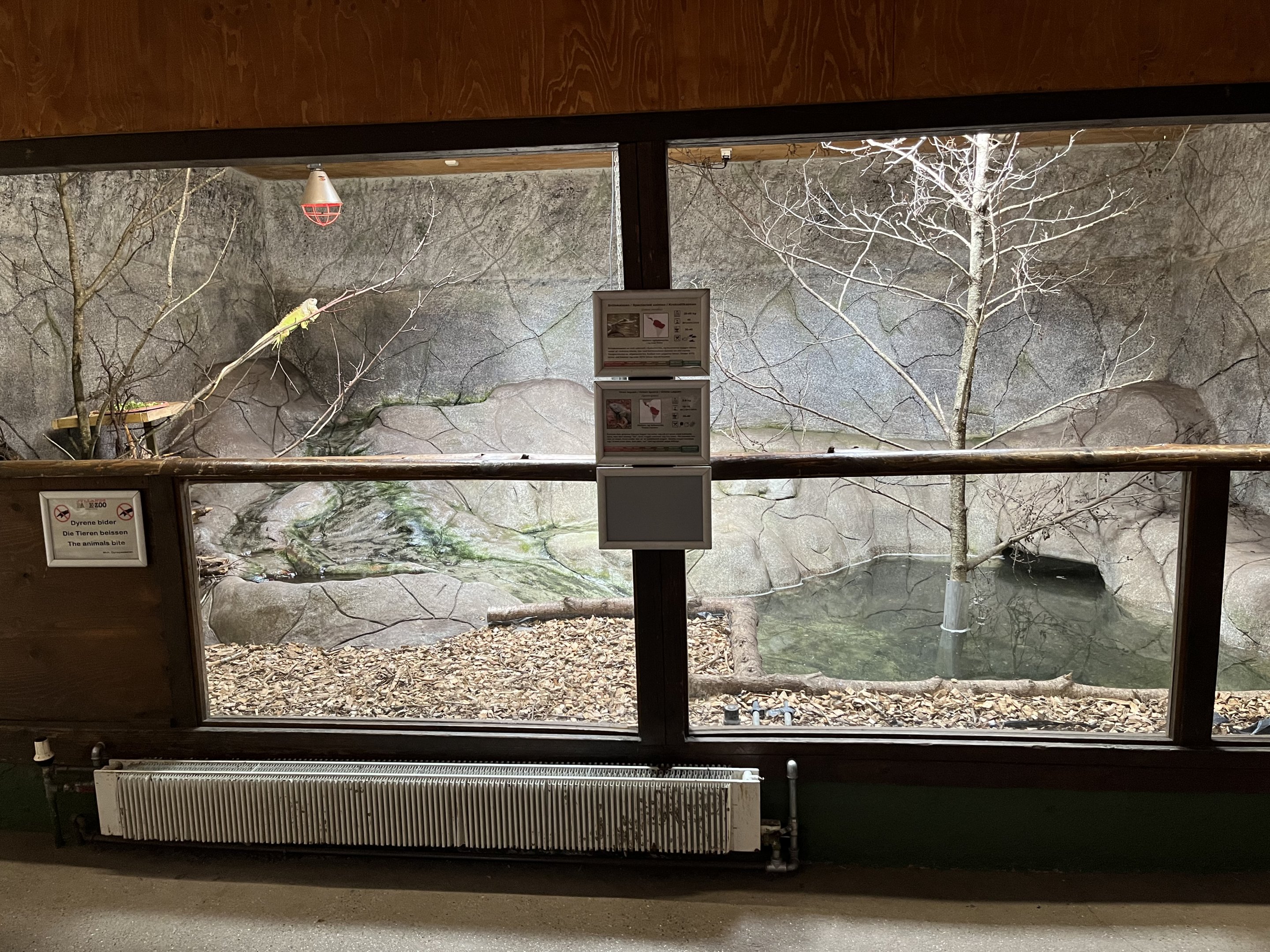 Spectacled Caiman/Green Iguana Exhibit