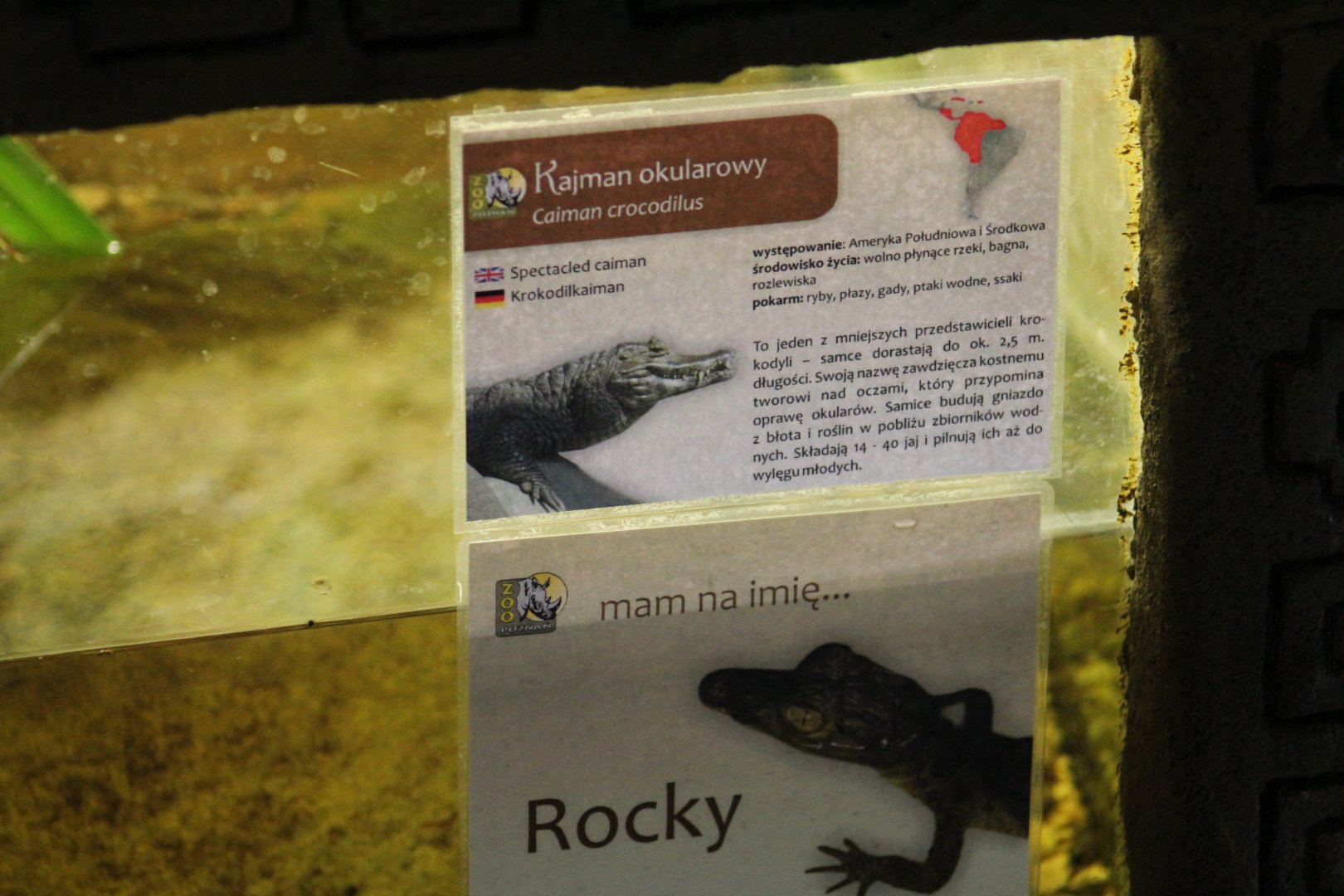 Spectacled Caiman Hatchling Sign