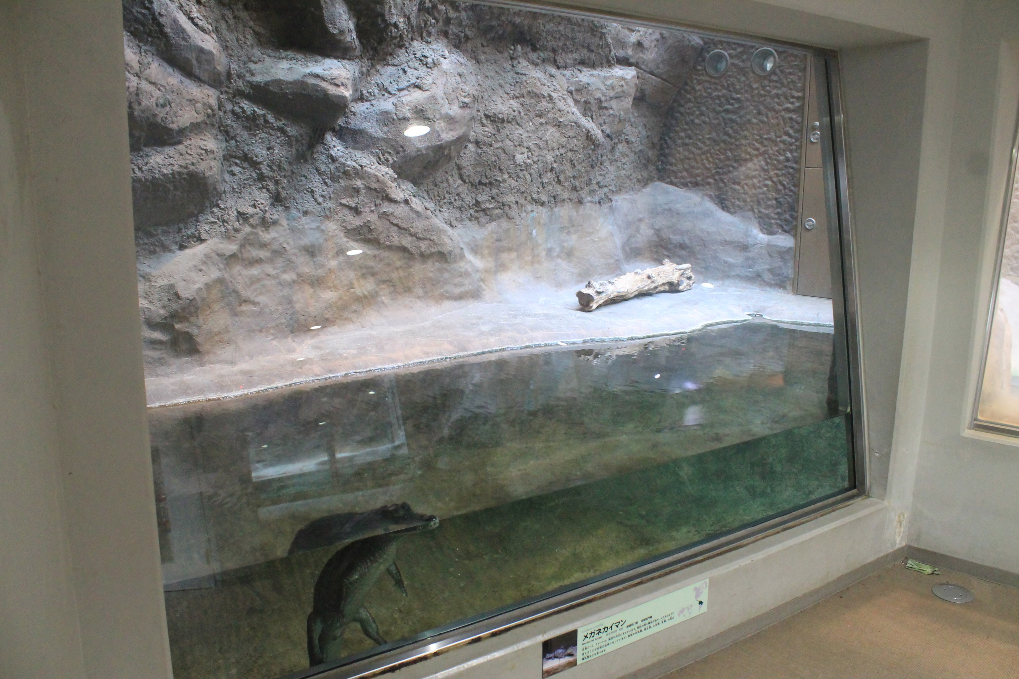 Spectacled Caiman - Hirakawa Zoo (Kagoshima)