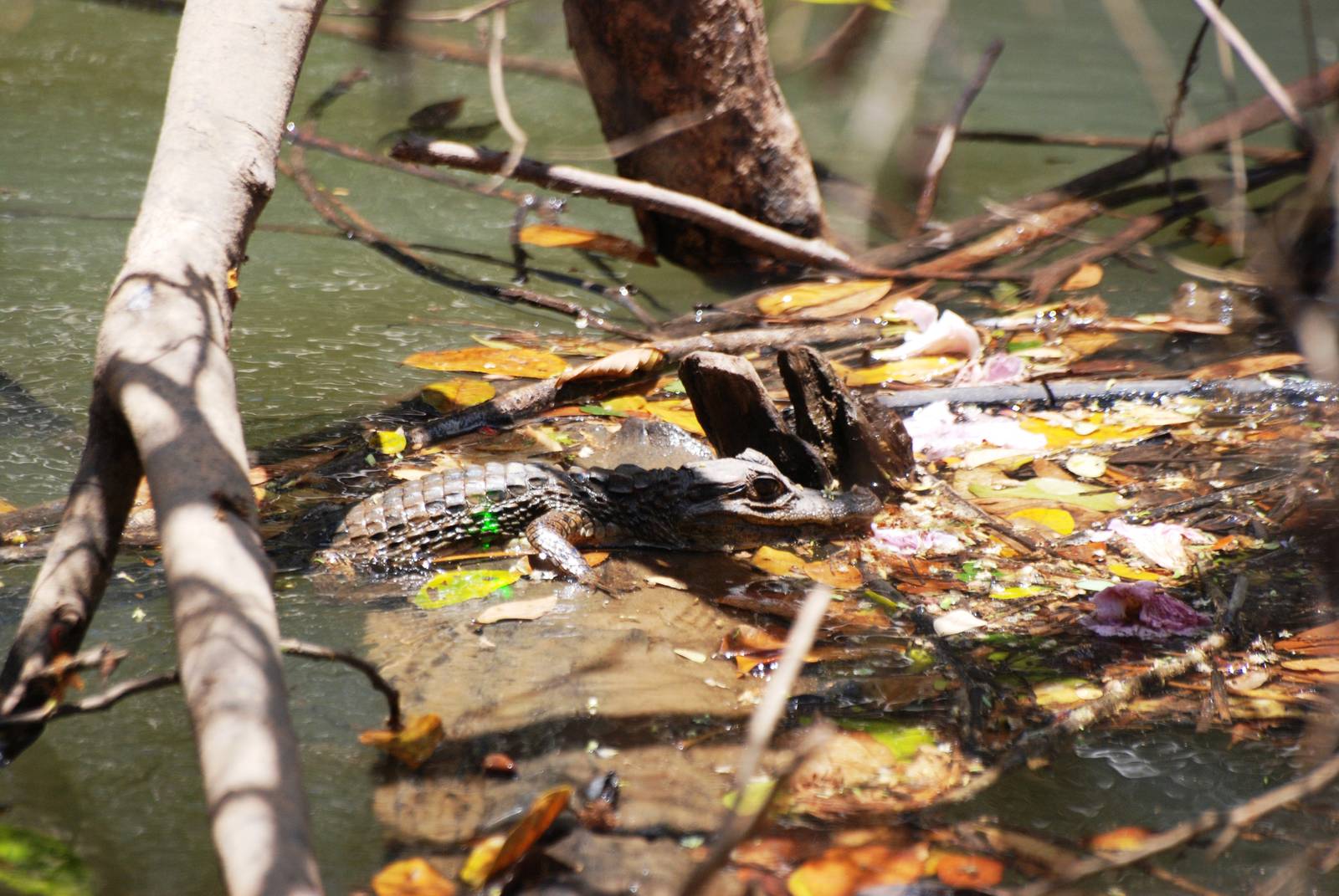 Spectacled Caiman in Ca?o Negro, 17/04/14