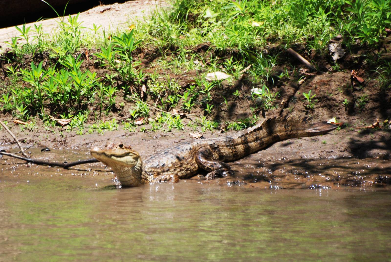 Spectacled Caiman in Ca?o Negro, 17/04/14