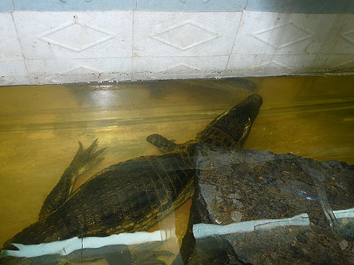 Spectacled Caiman in Kishinev Zoo
