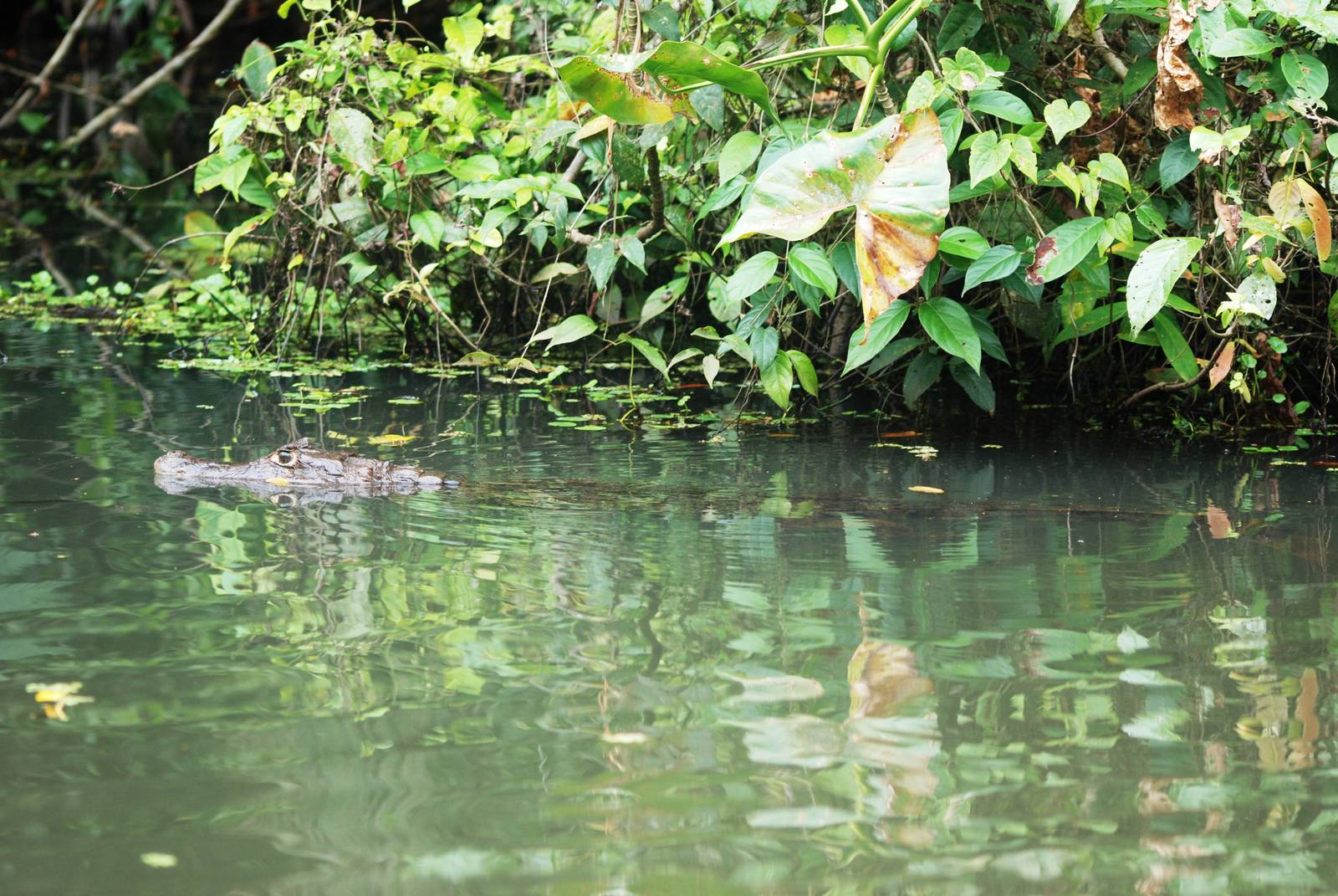 Spectacled Caiman in Tortuguero, 15/04/14