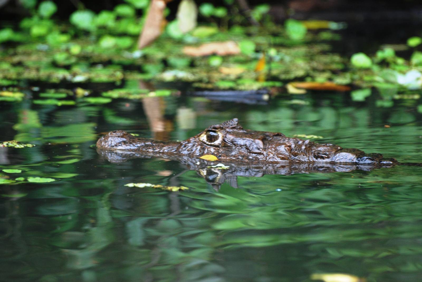 Spectacled Caiman in Tortuguero, 15/04/14