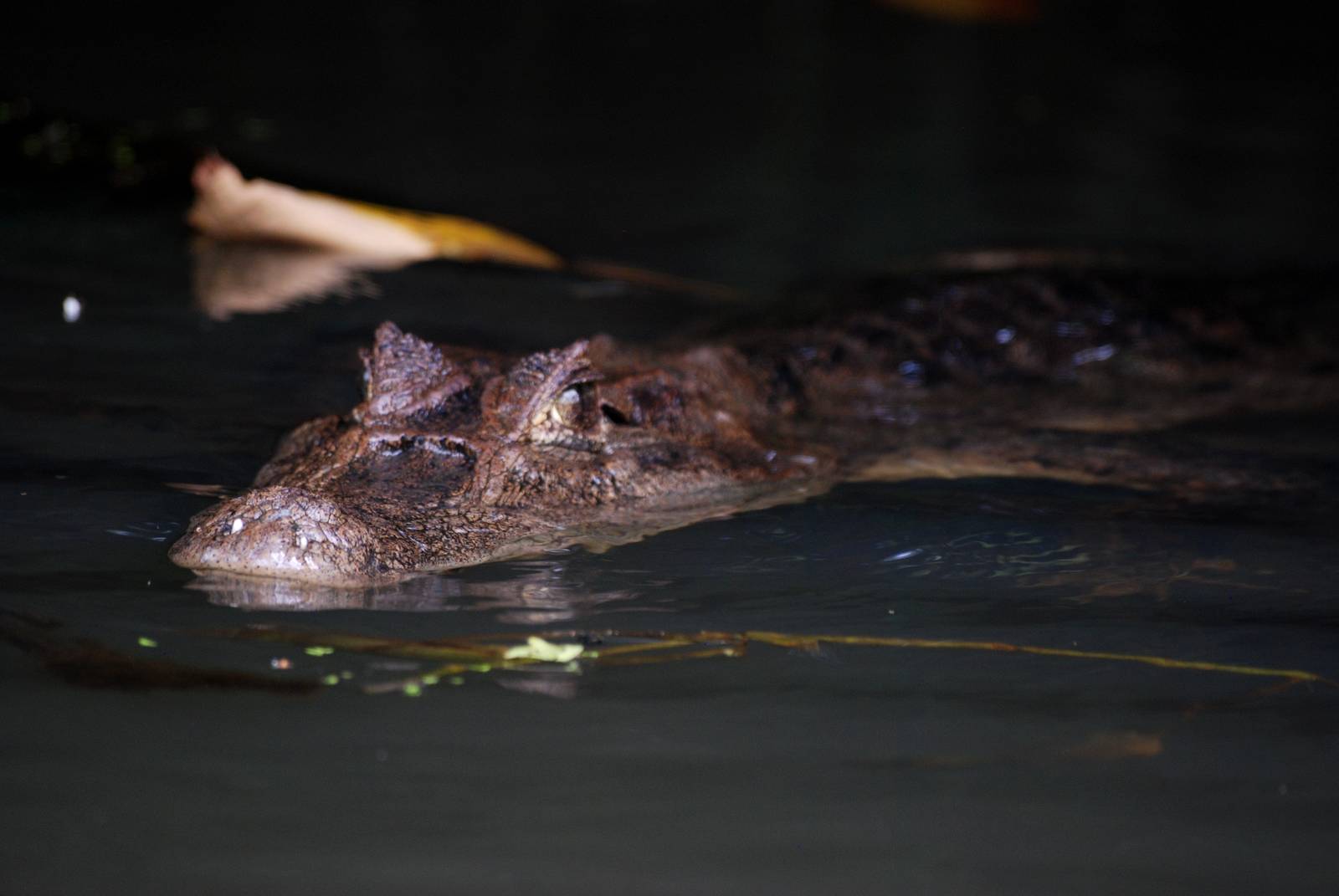 Spectacled Caiman in Tortuguero, 15/04/14