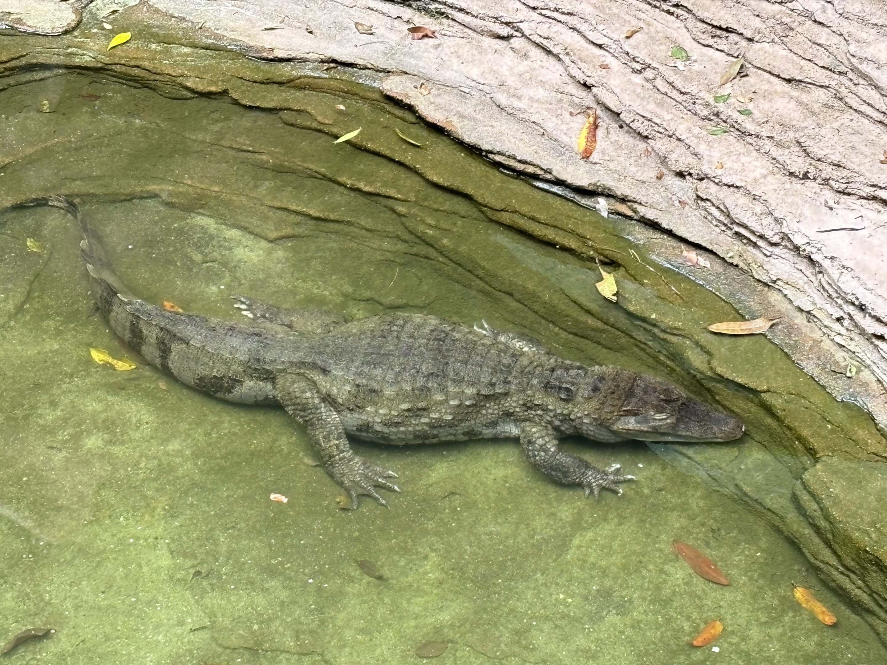 Spectacled Caiman - Lost World of Tambun