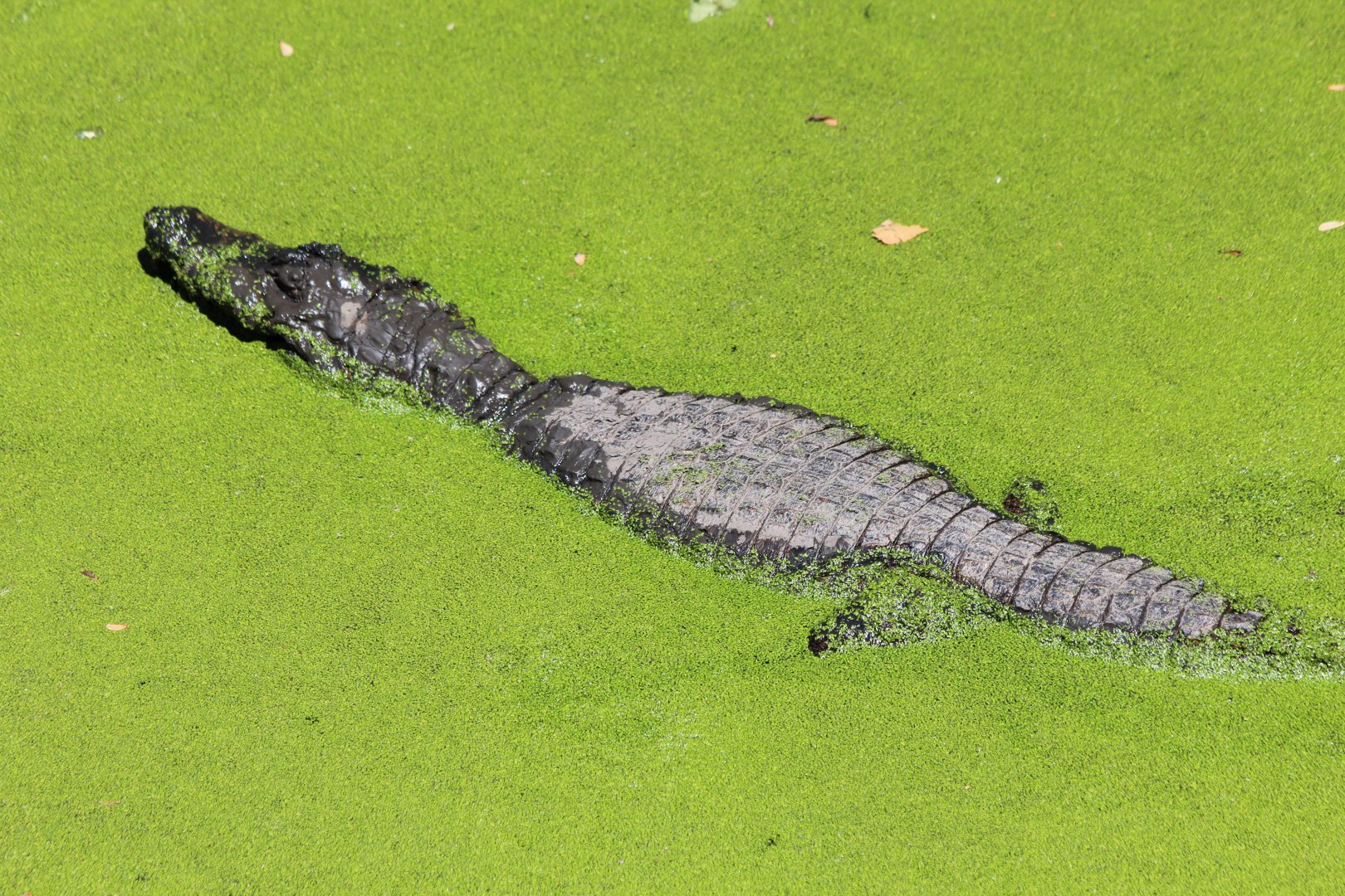 Spectacled Caiman - Mar 2019