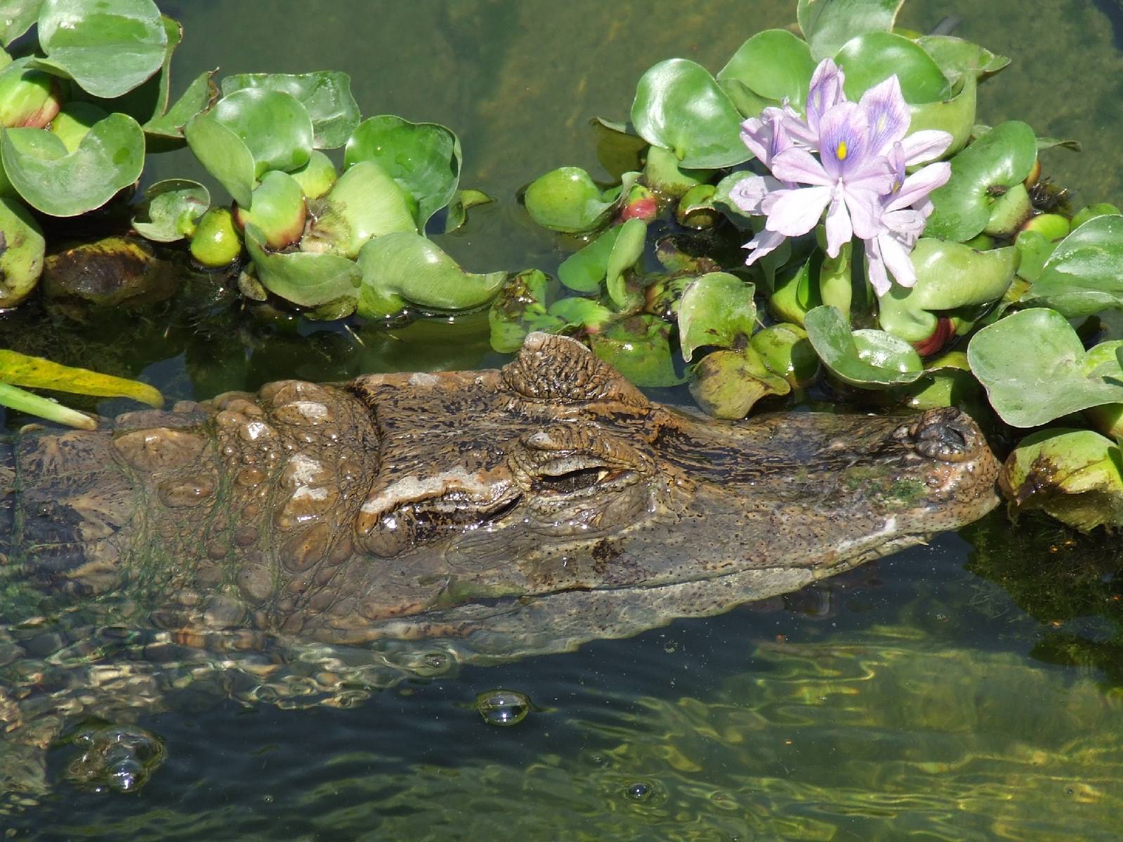 Spectacled caiman, outdoor pool @ Jászberény Zoo, Hungary