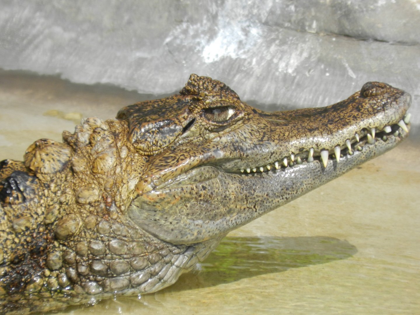 Spectacled caiman - Parque Zoológico Huachipa