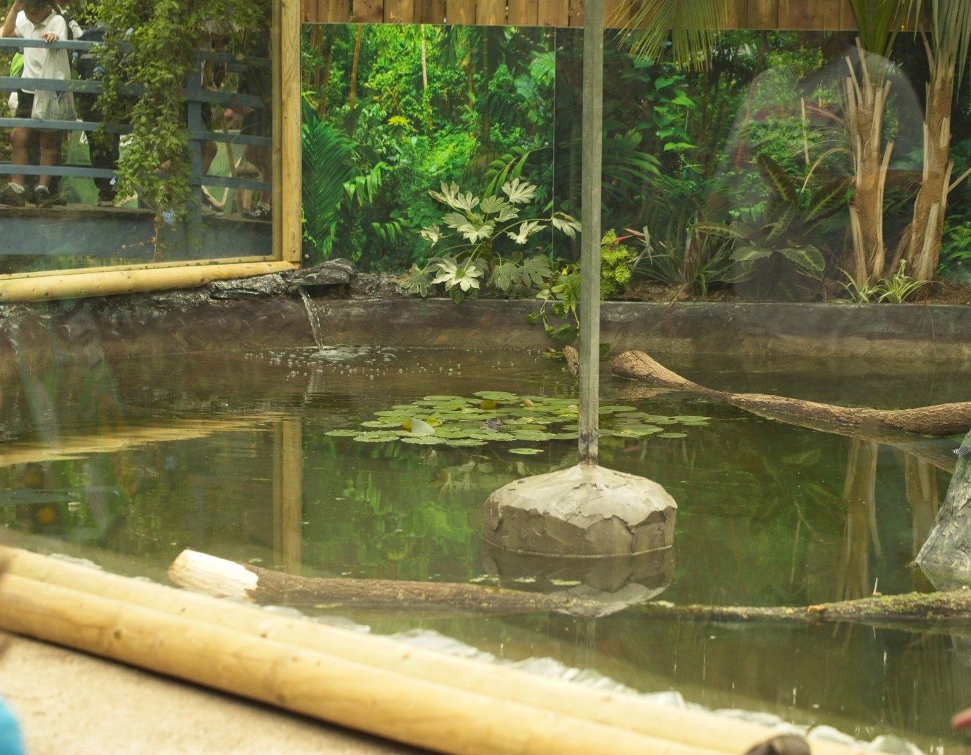 Spectacled Caiman pool