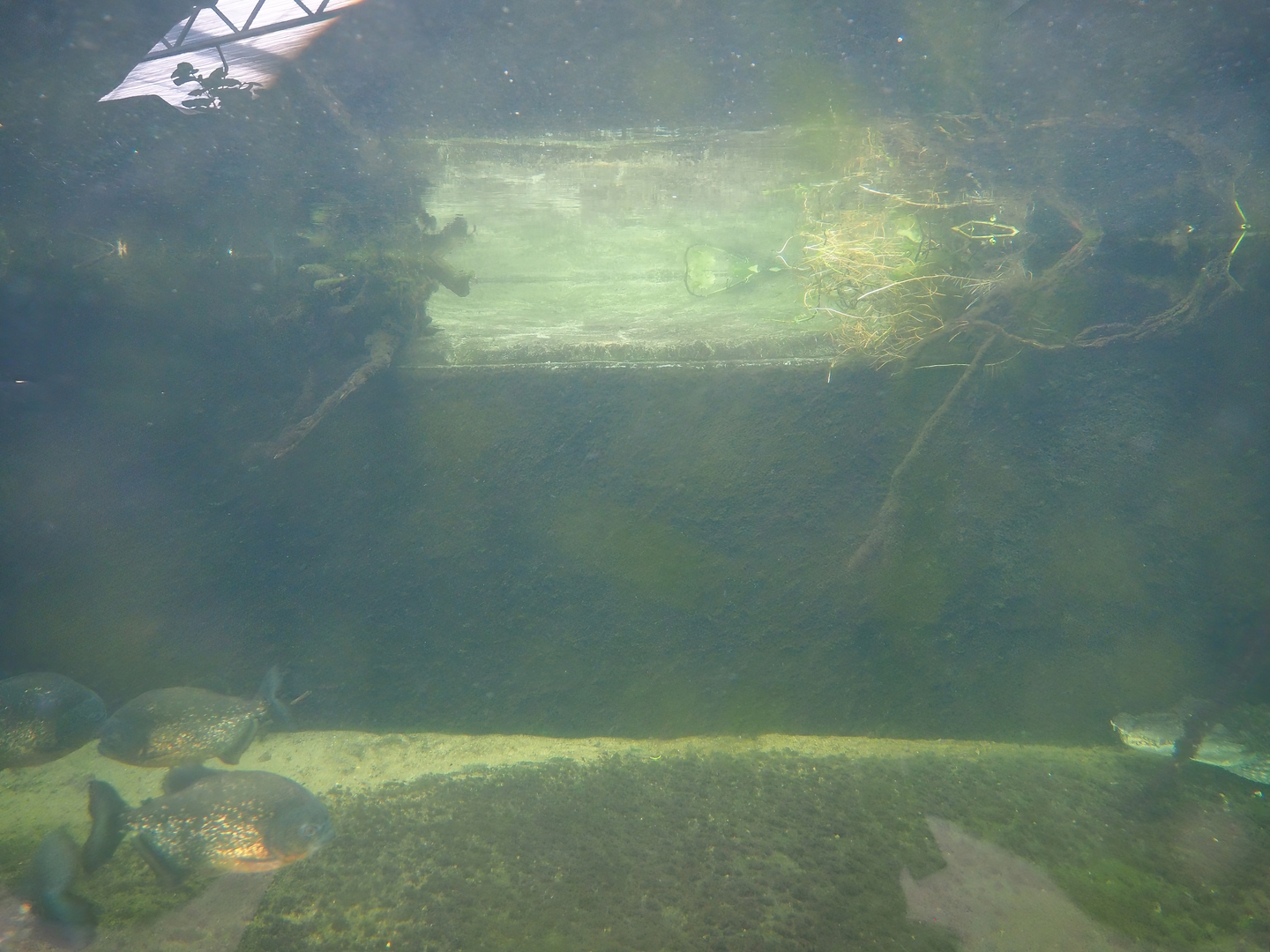 Spectacled caiman - Red-bellied piranha pool, 2022-10-09