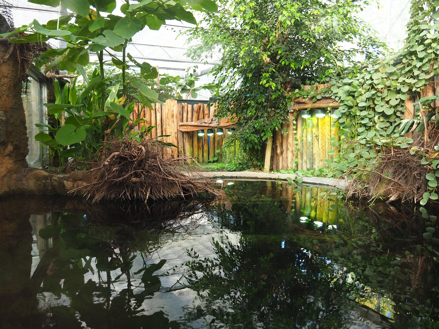 Spectacled caiman - Red-bellied piranha pool and spectacled caiman land area, 2022-10-09
