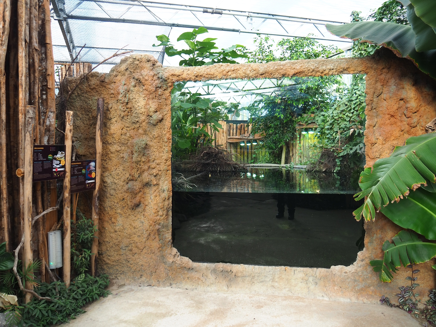 Spectacled caiman - Red-bellied piranha pool viewing area, 2022-10-09