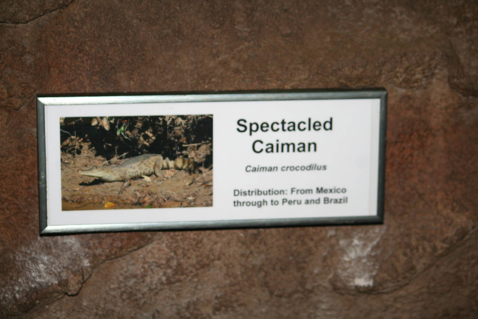 Spectacled caiman sign