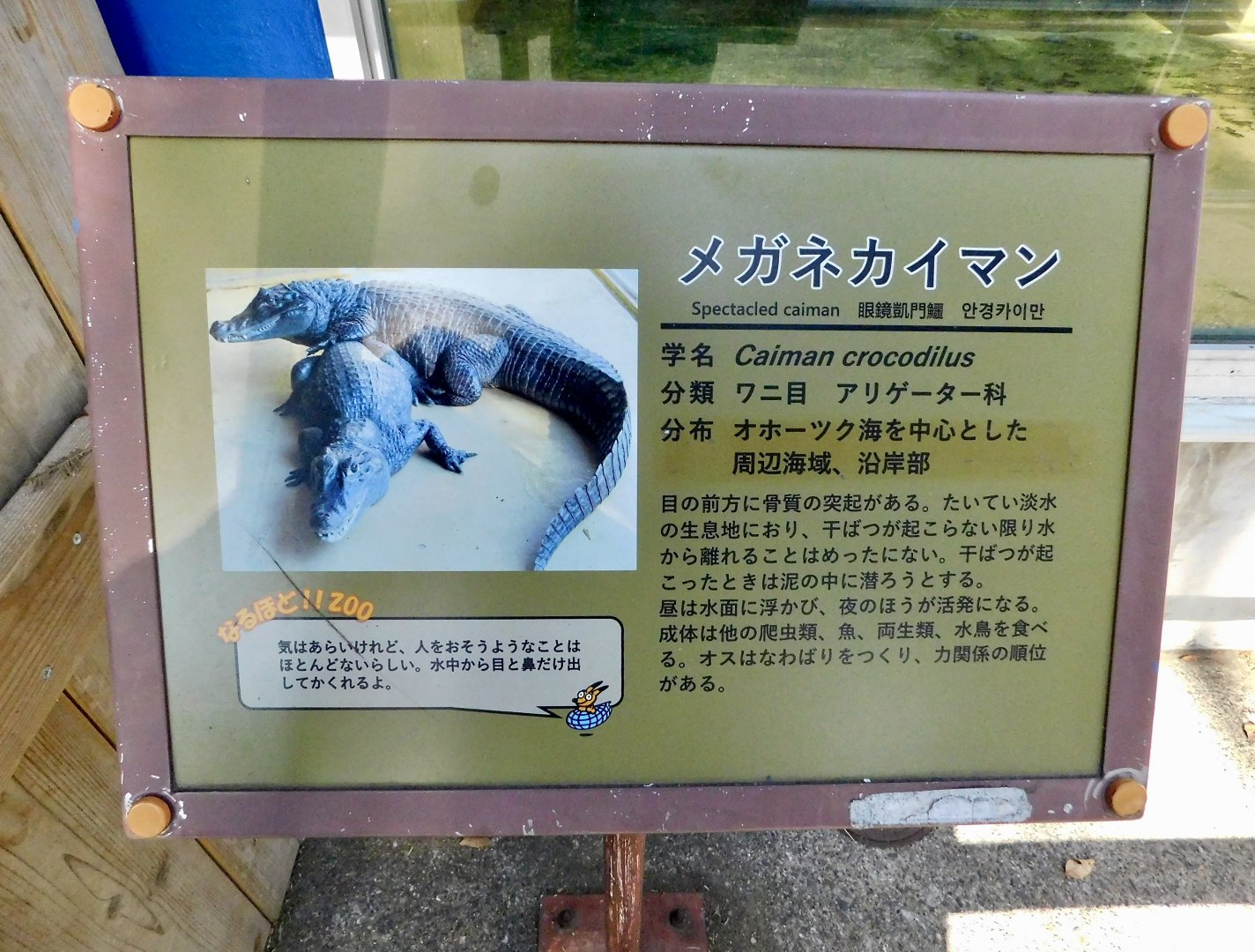 Spectacled Caiman Signage. But the distribution range is incorrect. - Tobu Zoo November 15, 2025