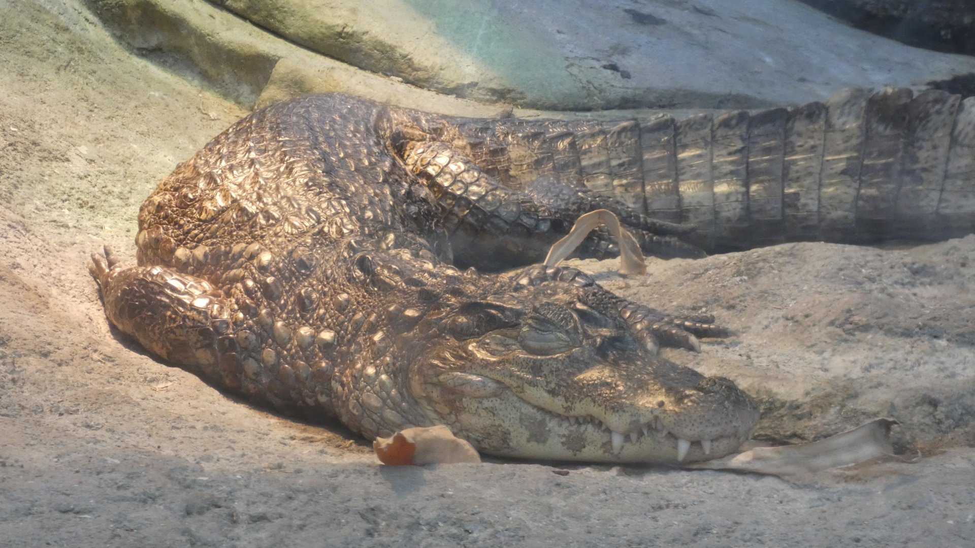 Spectacled Caiman, Small Mammal & Reptile House - July 2022