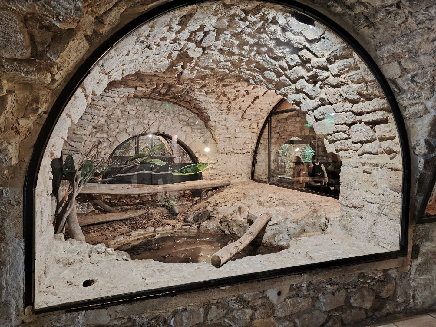 Spectacled caiman Terrarium