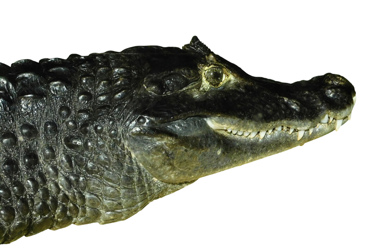 Spectacled Caiman Without Backgrounds