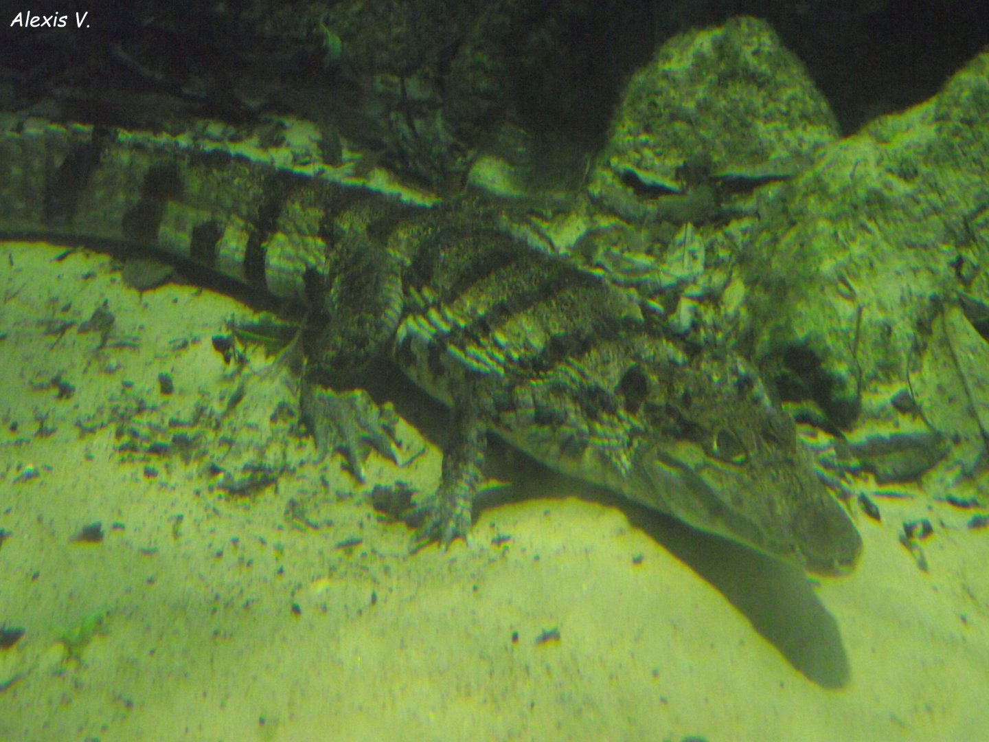 Spectacled Caiman - Zooparc de Beauval - 01/2022