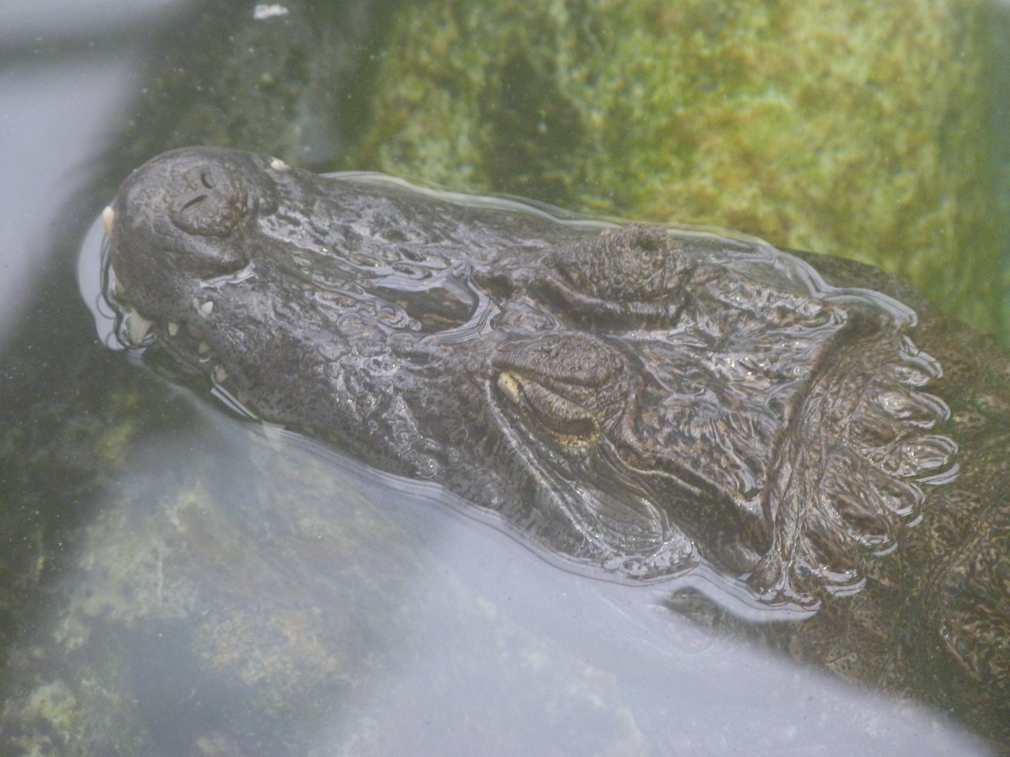 Spectacled caiman -ZooParc de Beauval (2025)