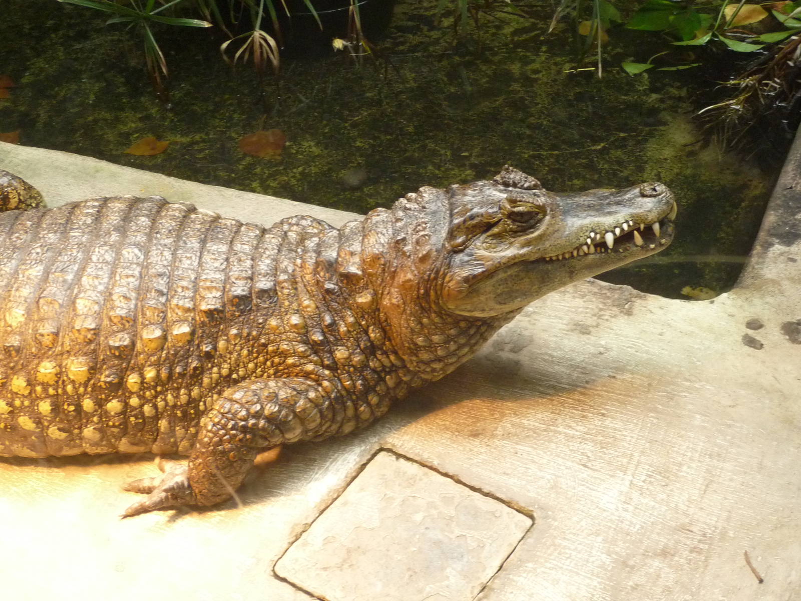 Spectacled Caiman
