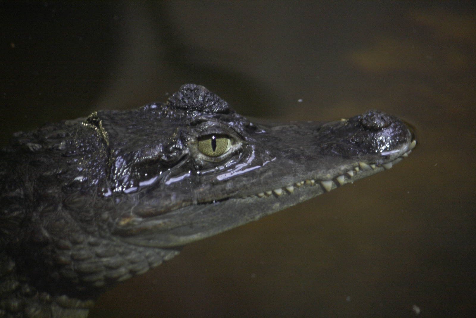 Spectacled caiman