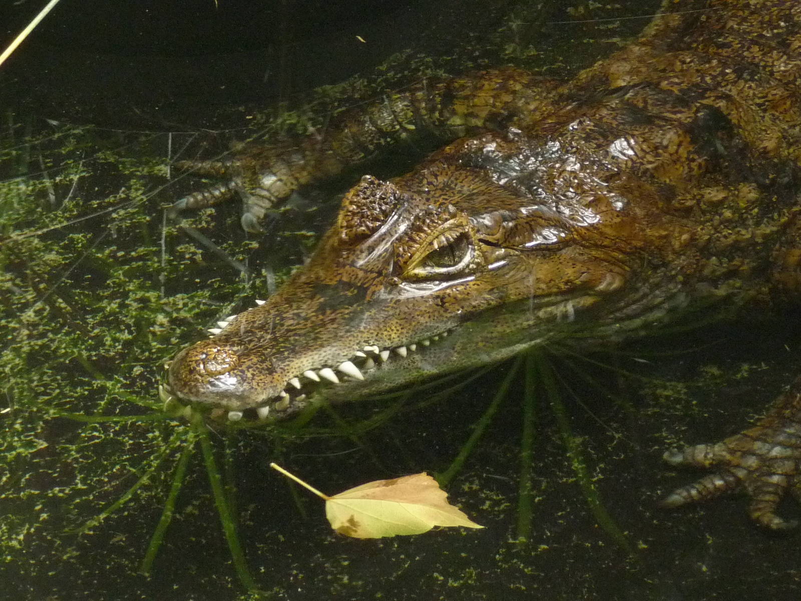 Spectacled caiman