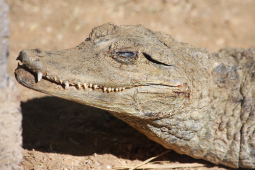 Spectacled Caiman
